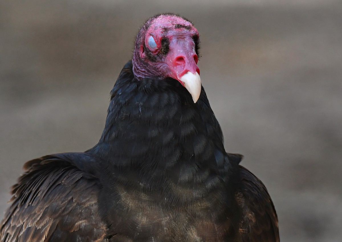 Turkey Vulture - ML620547737