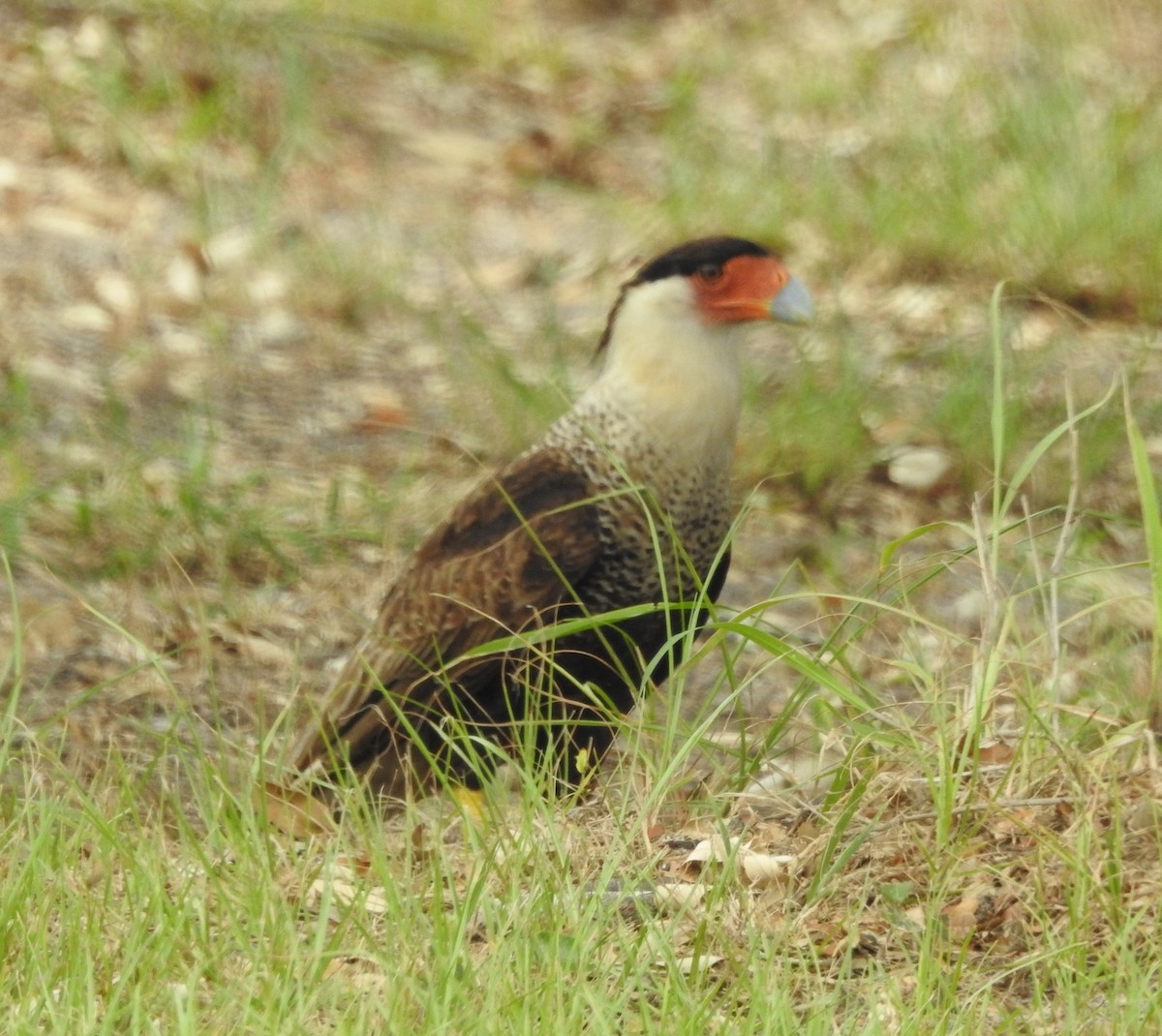 Caracara huppé - ML620547741