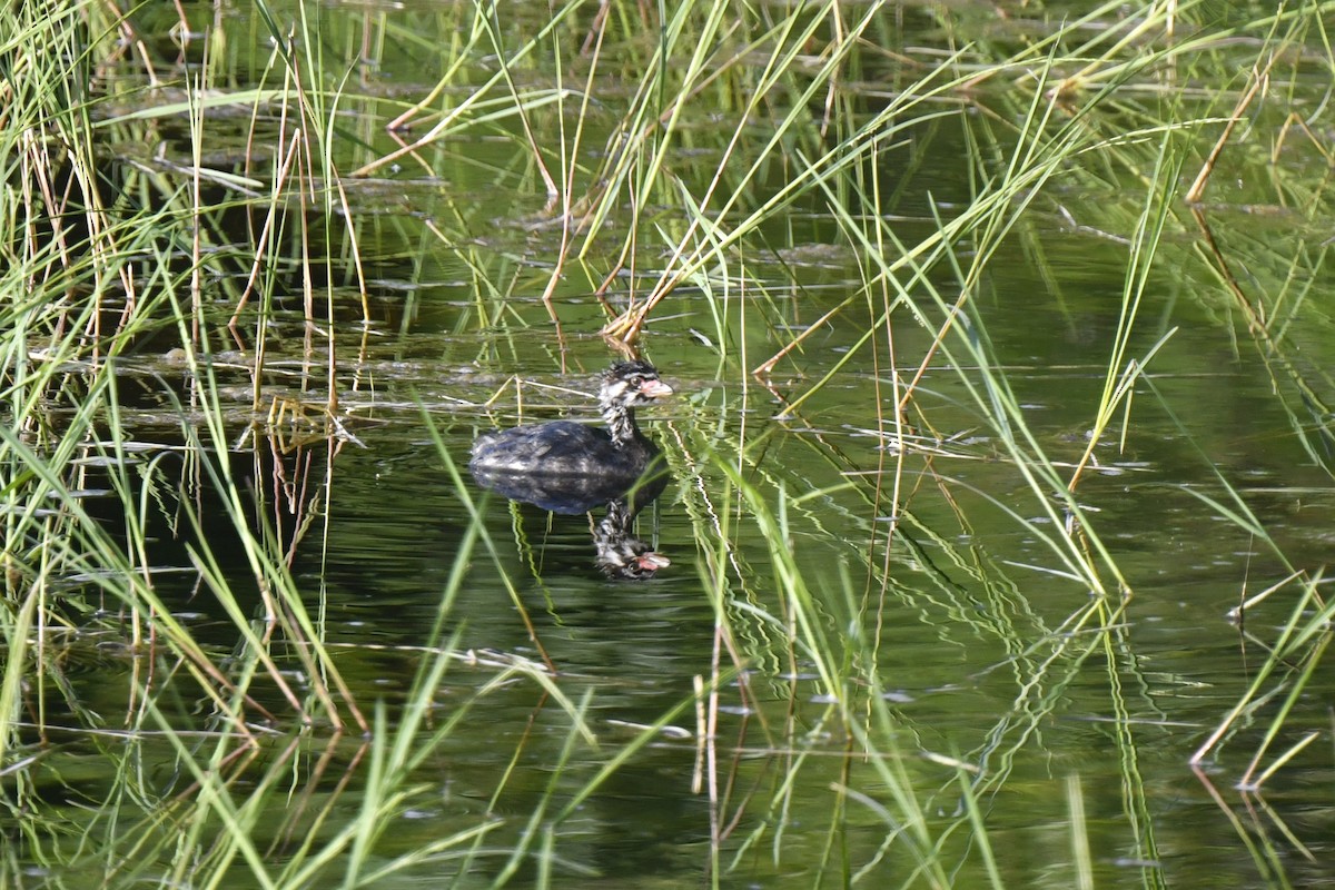 Pied-billed Grebe - ML620547745