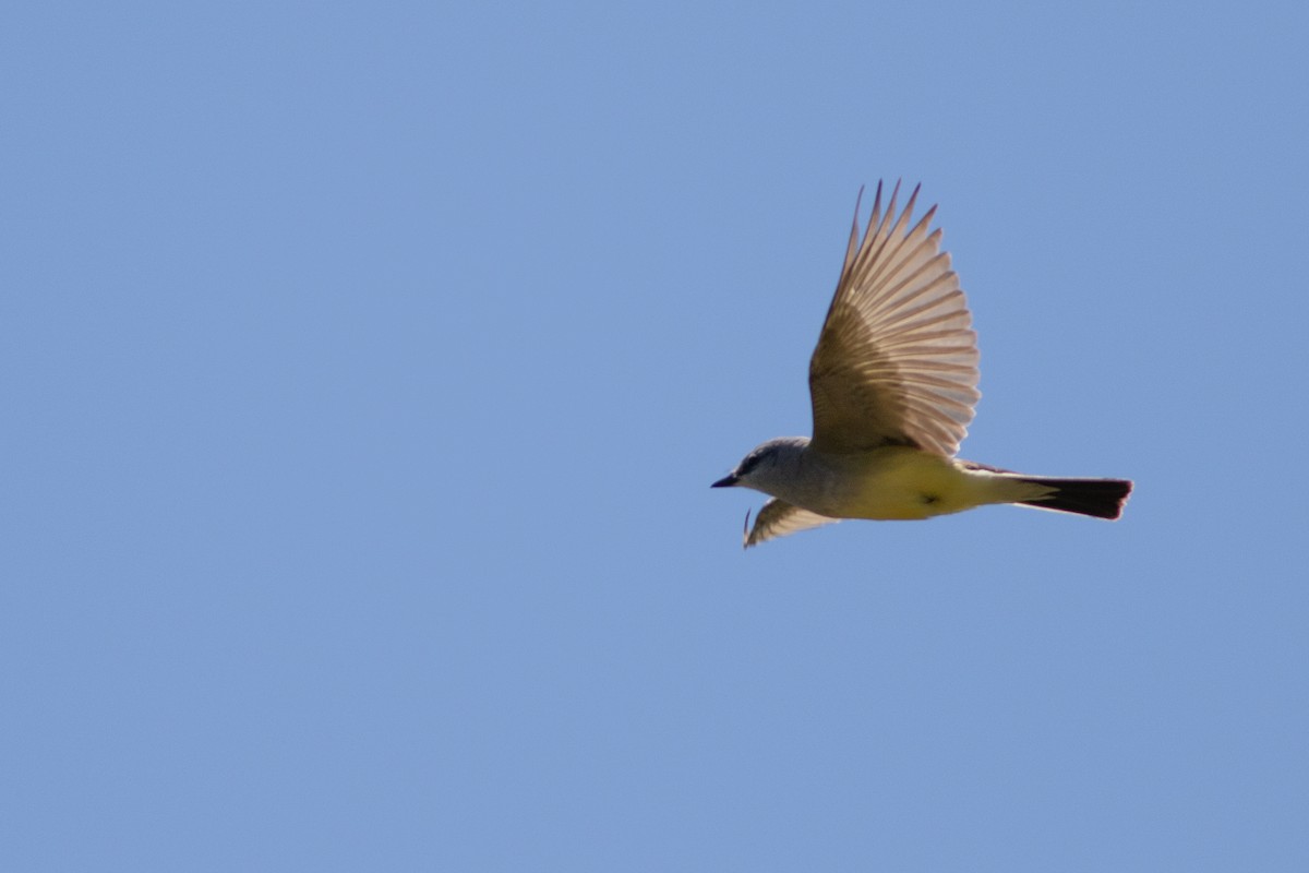 Western Kingbird - ML620547755