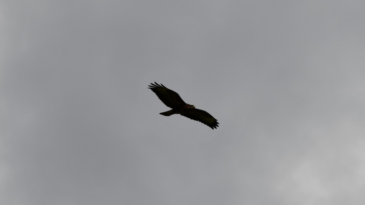 Common Buzzard - ML620547761