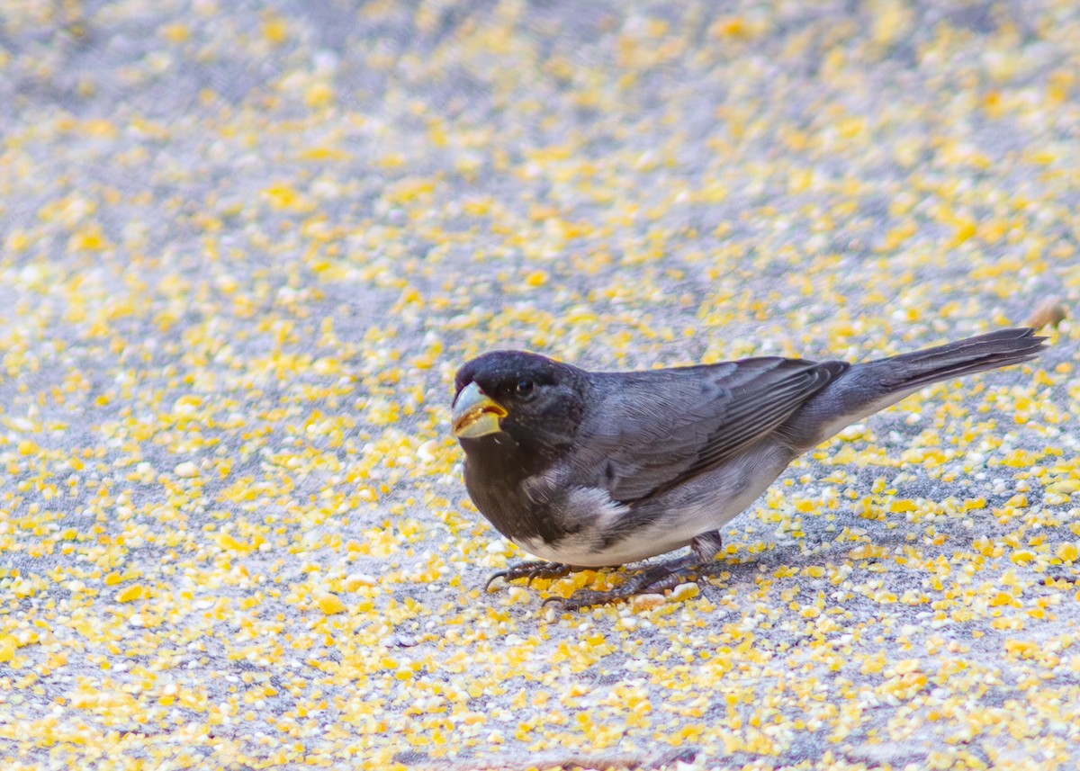 Dubois's Seedeater - ML620547762