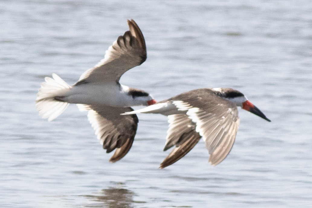 Black Skimmer - ML620547764