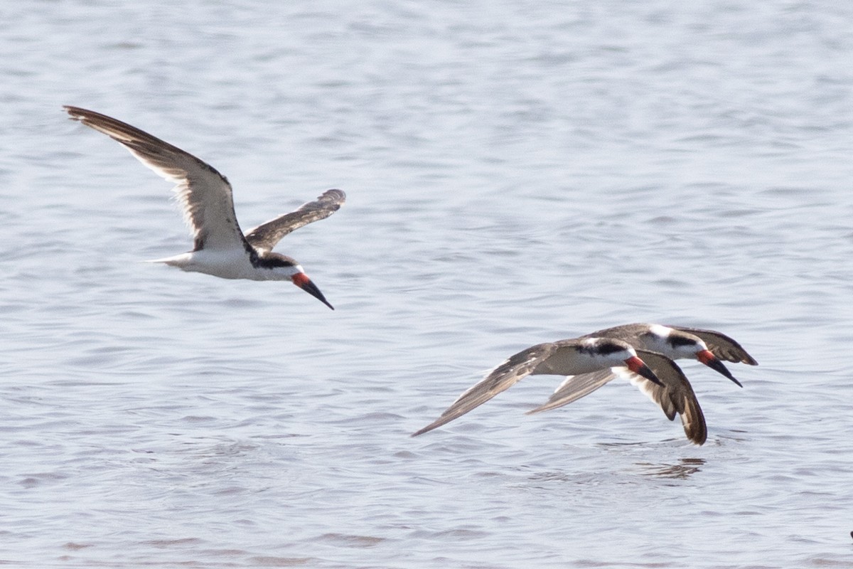 Black Skimmer - ML620547765