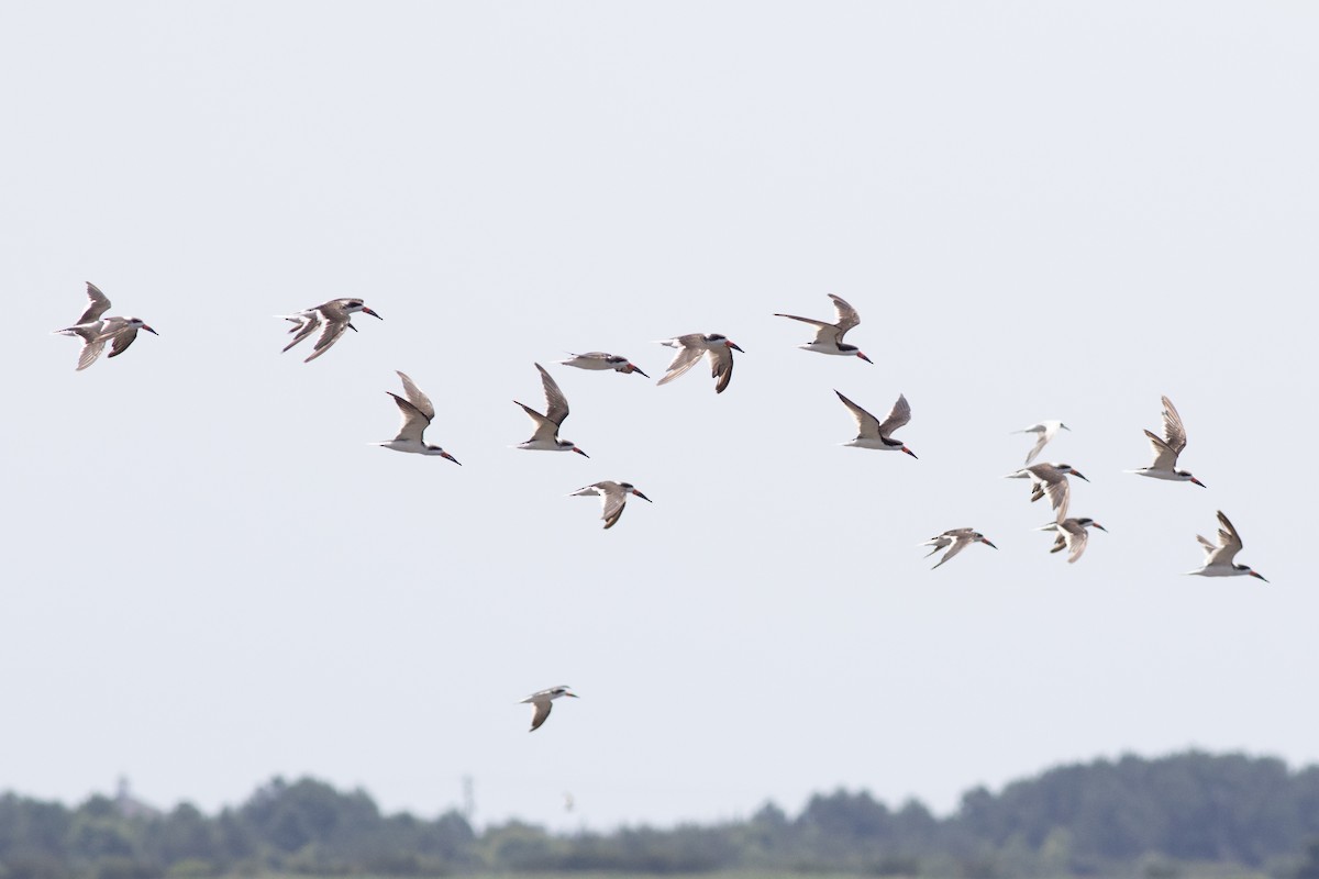 Black Skimmer - David Brown