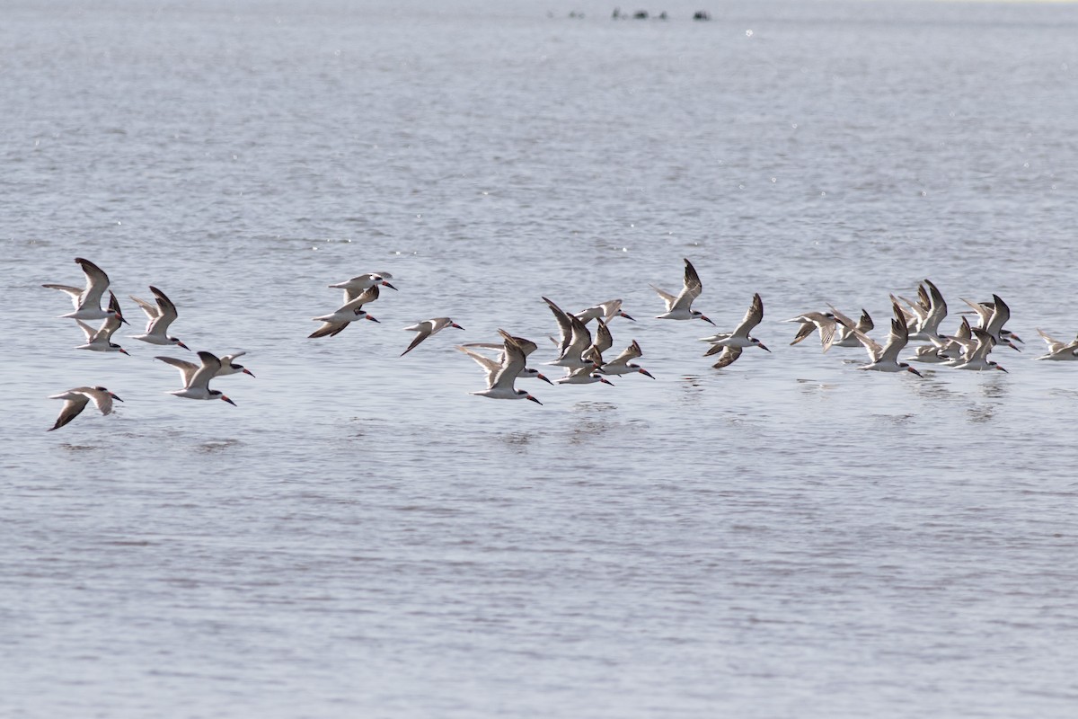 Black Skimmer - ML620547771