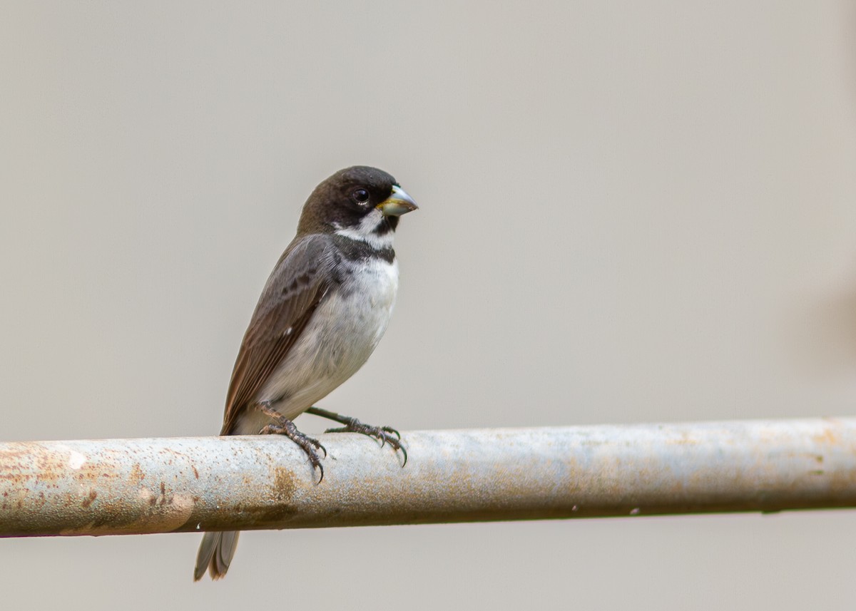 Double-collared Seedeater - ML620547775