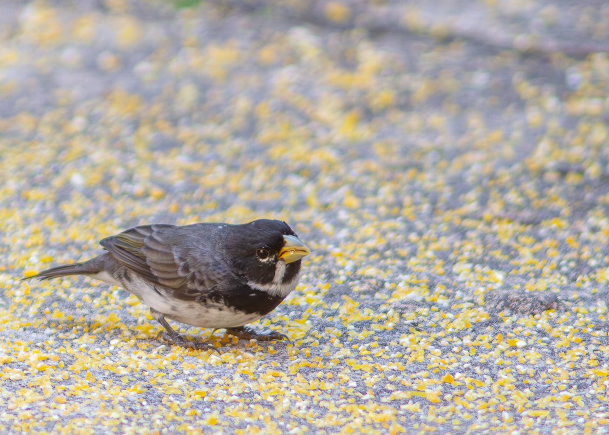 Double-collared Seedeater - ML620547776