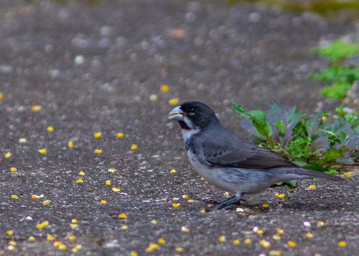 Double-collared Seedeater - ML620547778
