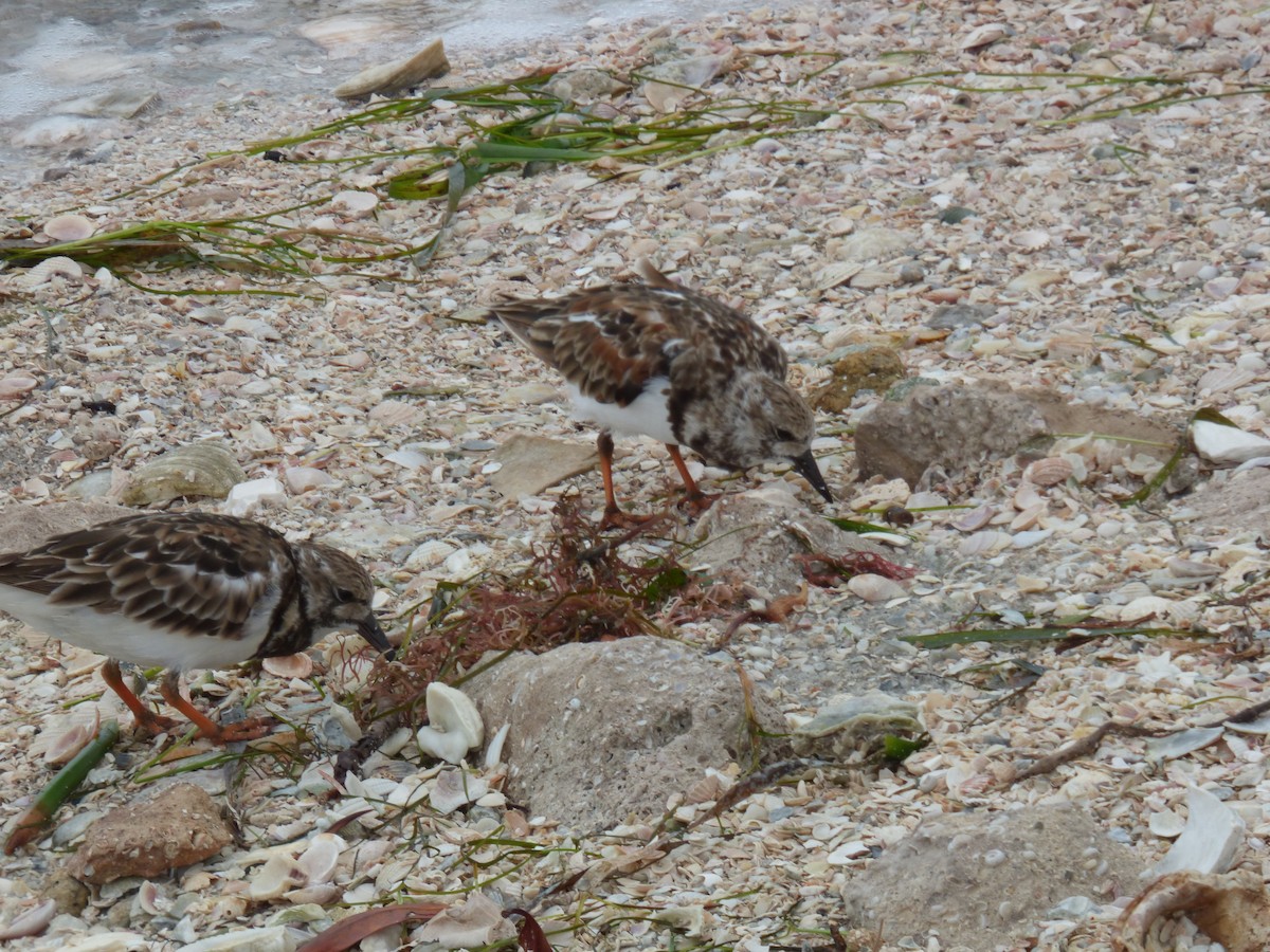 Ruddy Turnstone - ML620547782