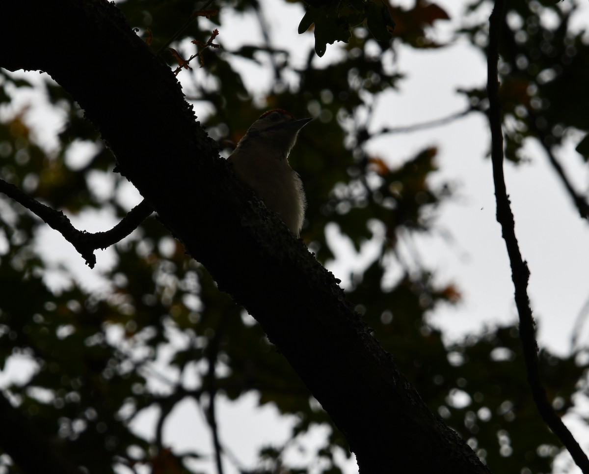 Great Spotted Woodpecker - ML620547783