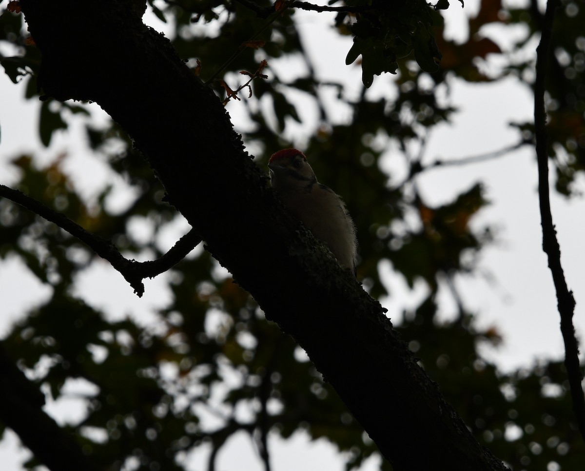 Great Spotted Woodpecker - ML620547784