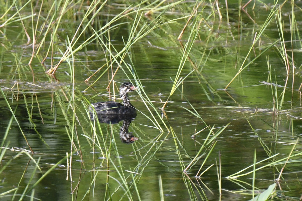 Pied-billed Grebe - ML620547786