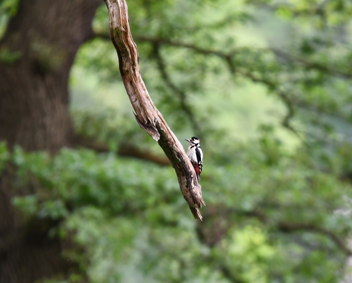 Great Spotted Woodpecker - ML620547787