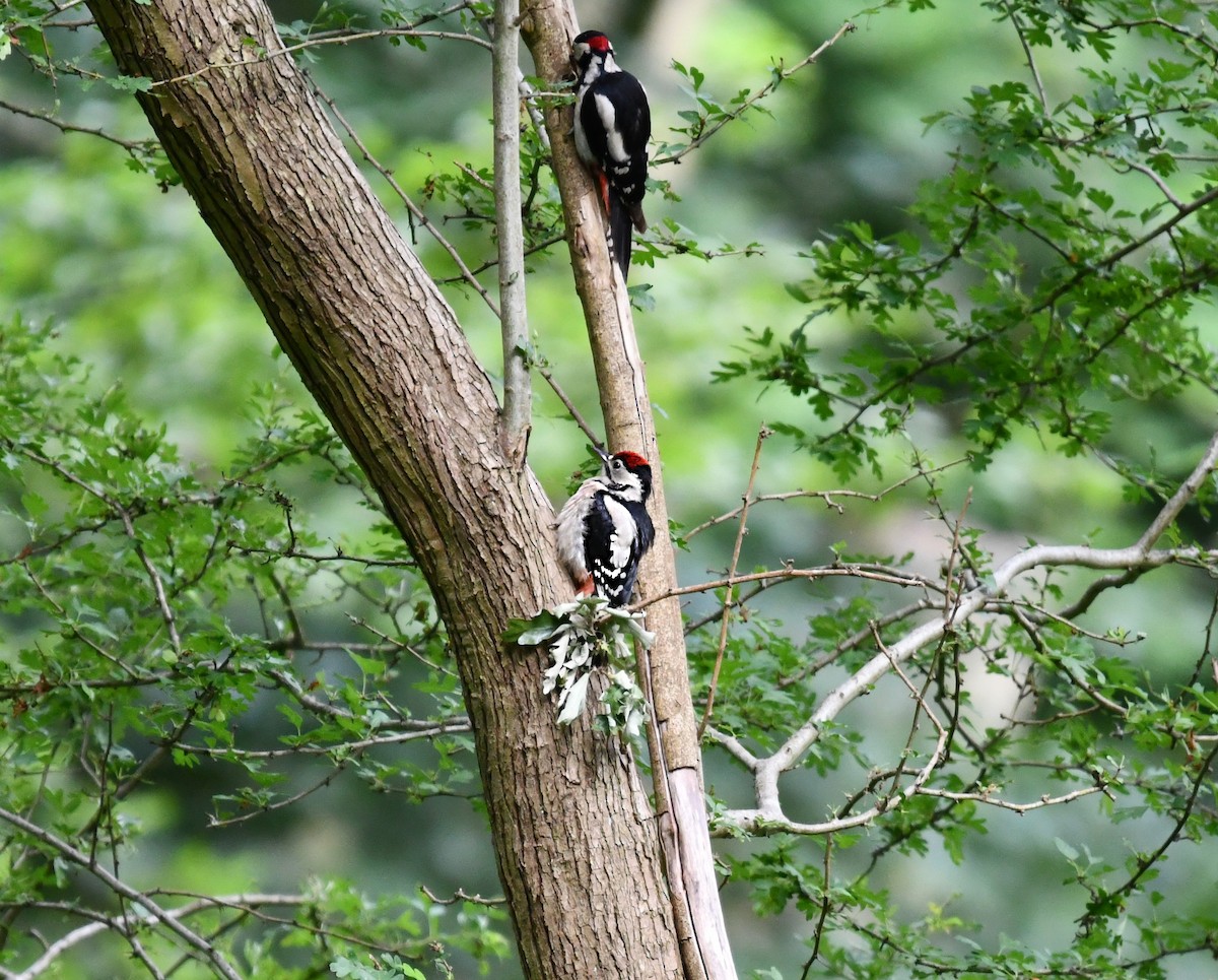 Great Spotted Woodpecker - ML620547788