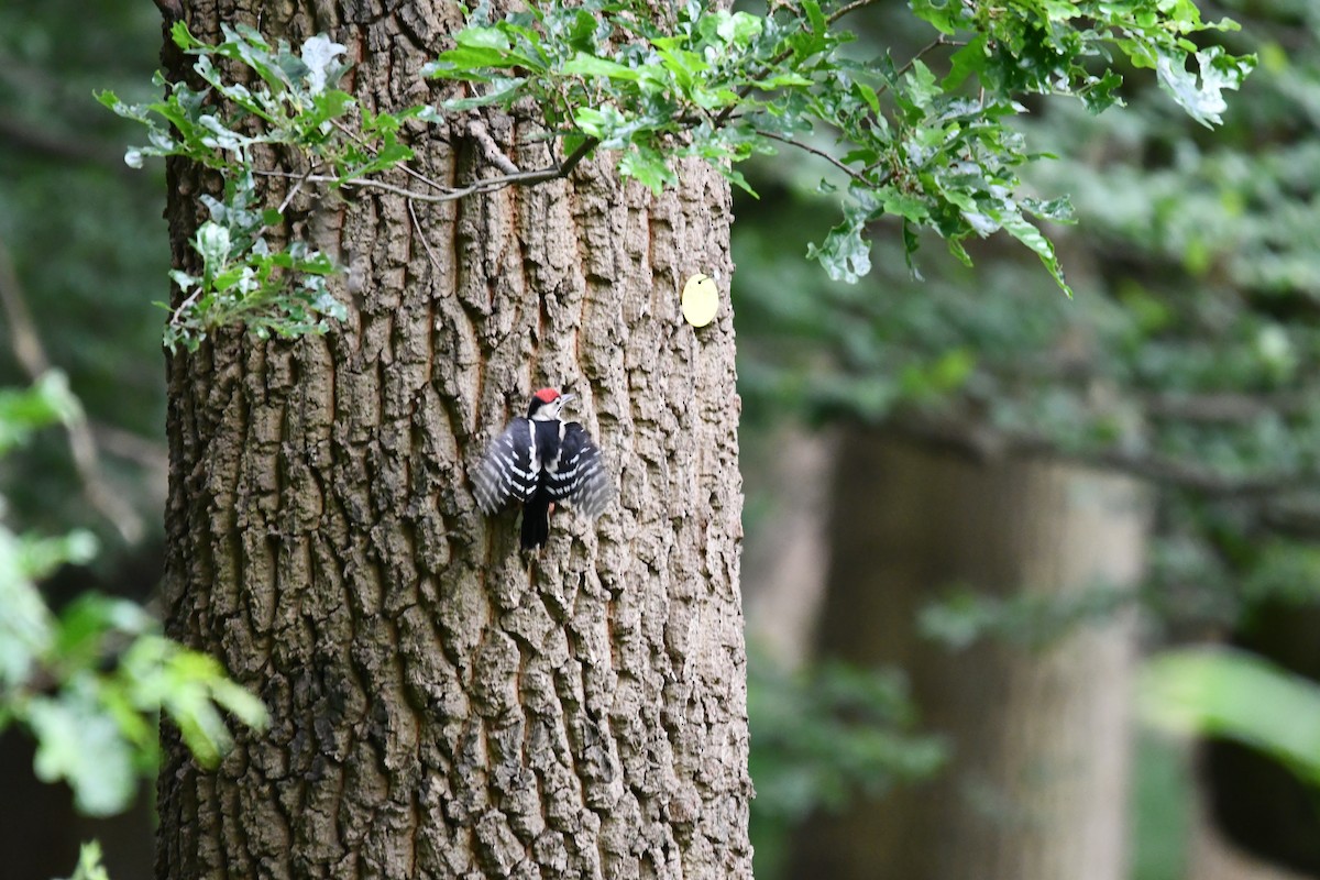 Great Spotted Woodpecker - ML620547789