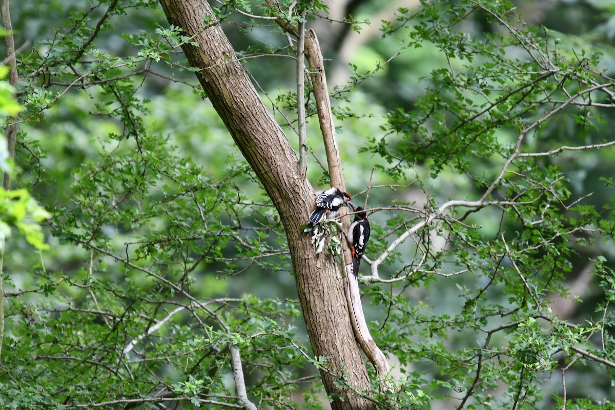 Great Spotted Woodpecker - ML620547790