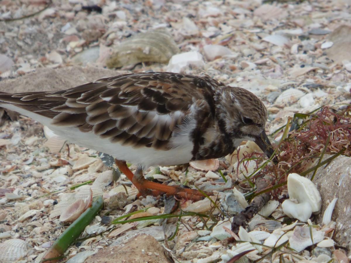 Ruddy Turnstone - ML620547794