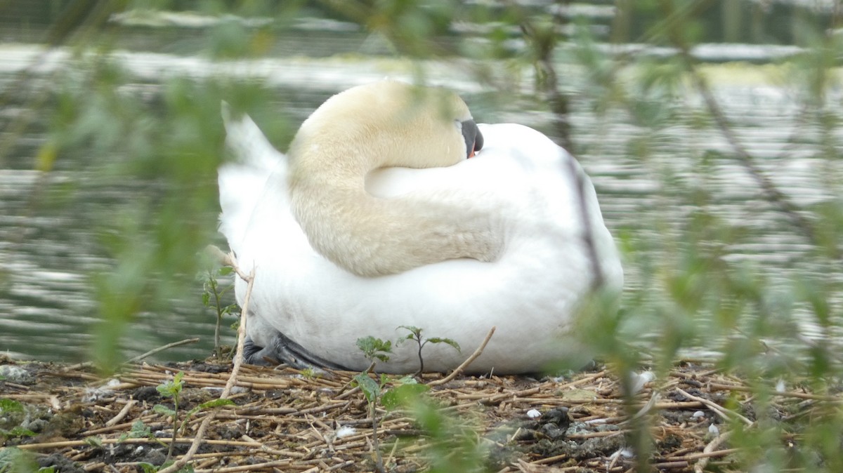 Cygne tuberculé - ML620547796