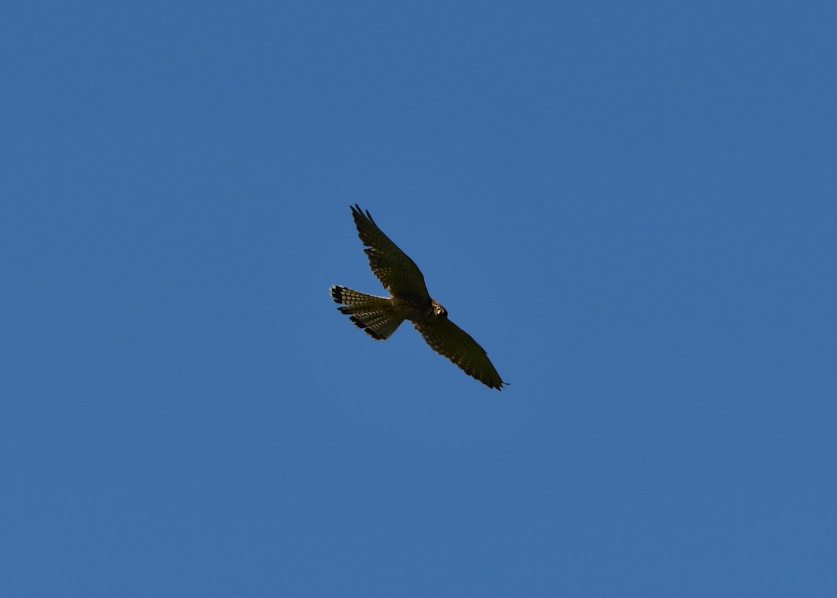 Eurasian Kestrel - ML620547797