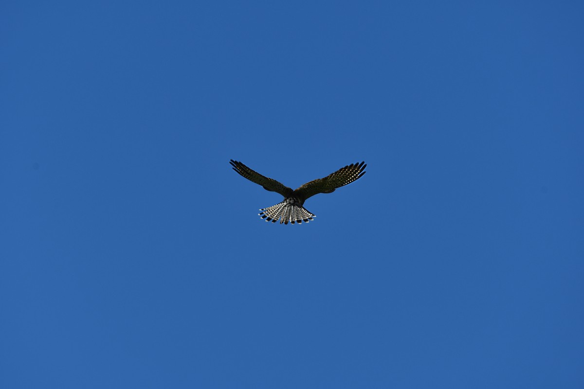 Eurasian Kestrel - ML620547801