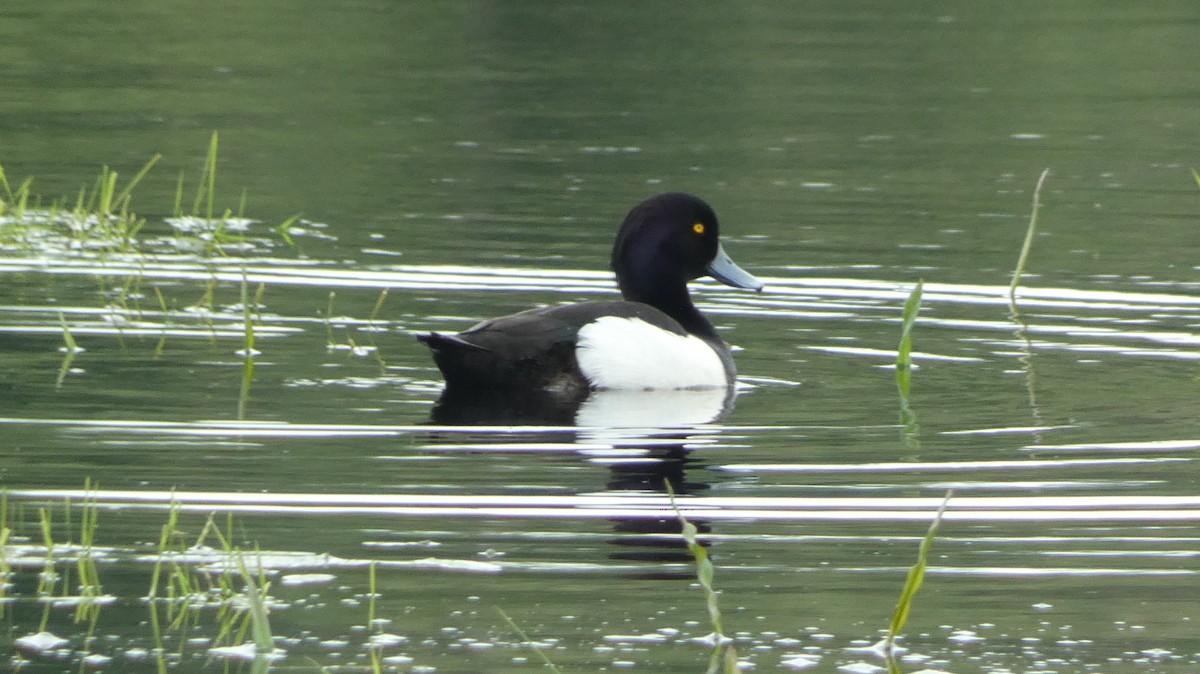Tufted Duck - ML620547805