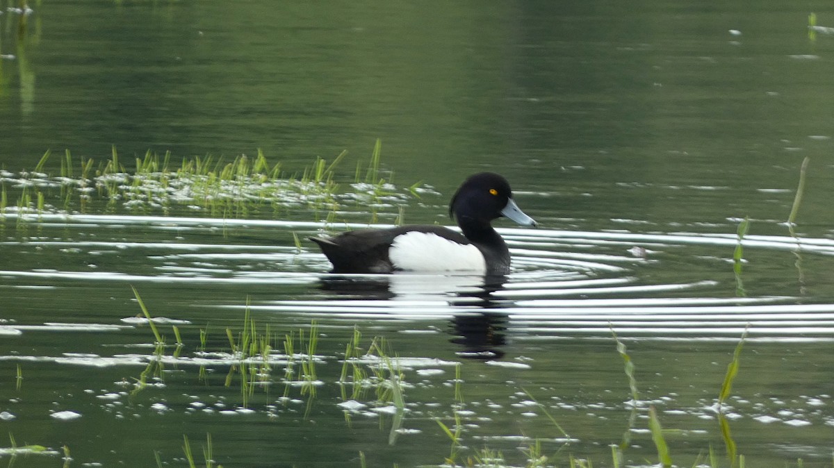 Tufted Duck - ML620547806