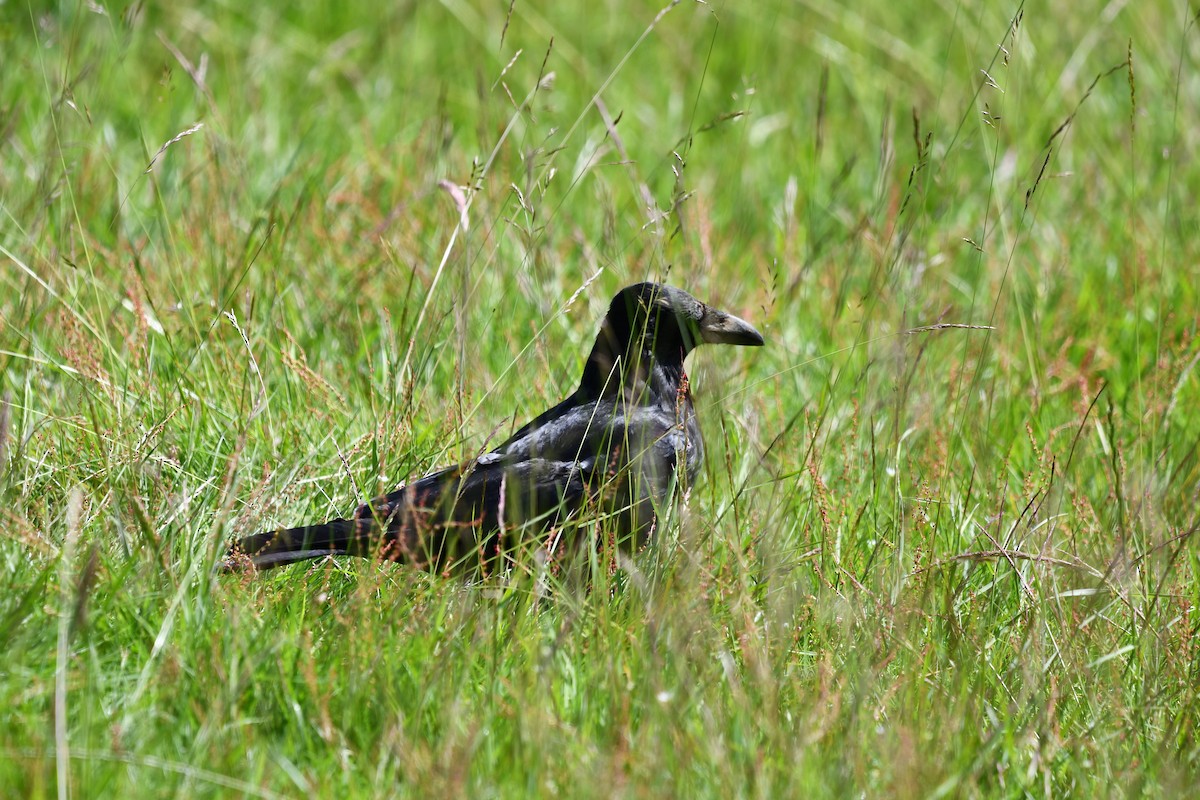 Carrion Crow - ML620547813