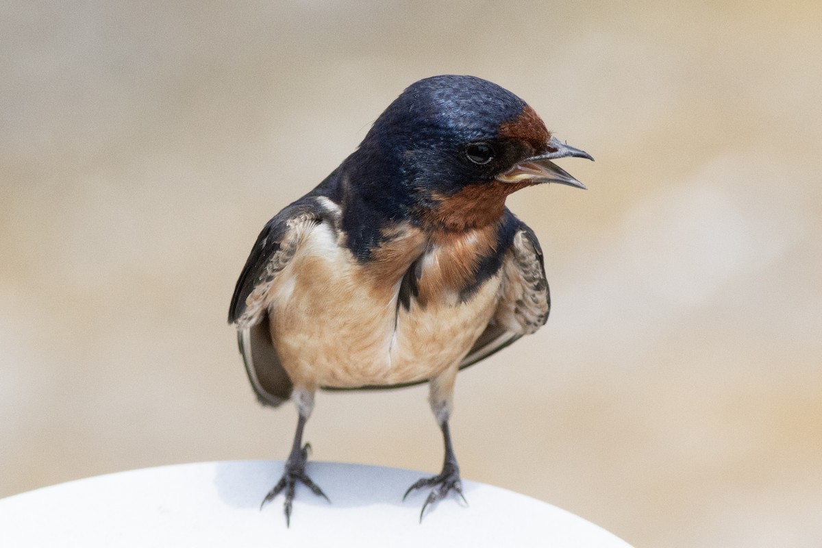 Barn Swallow (American) - David Brown