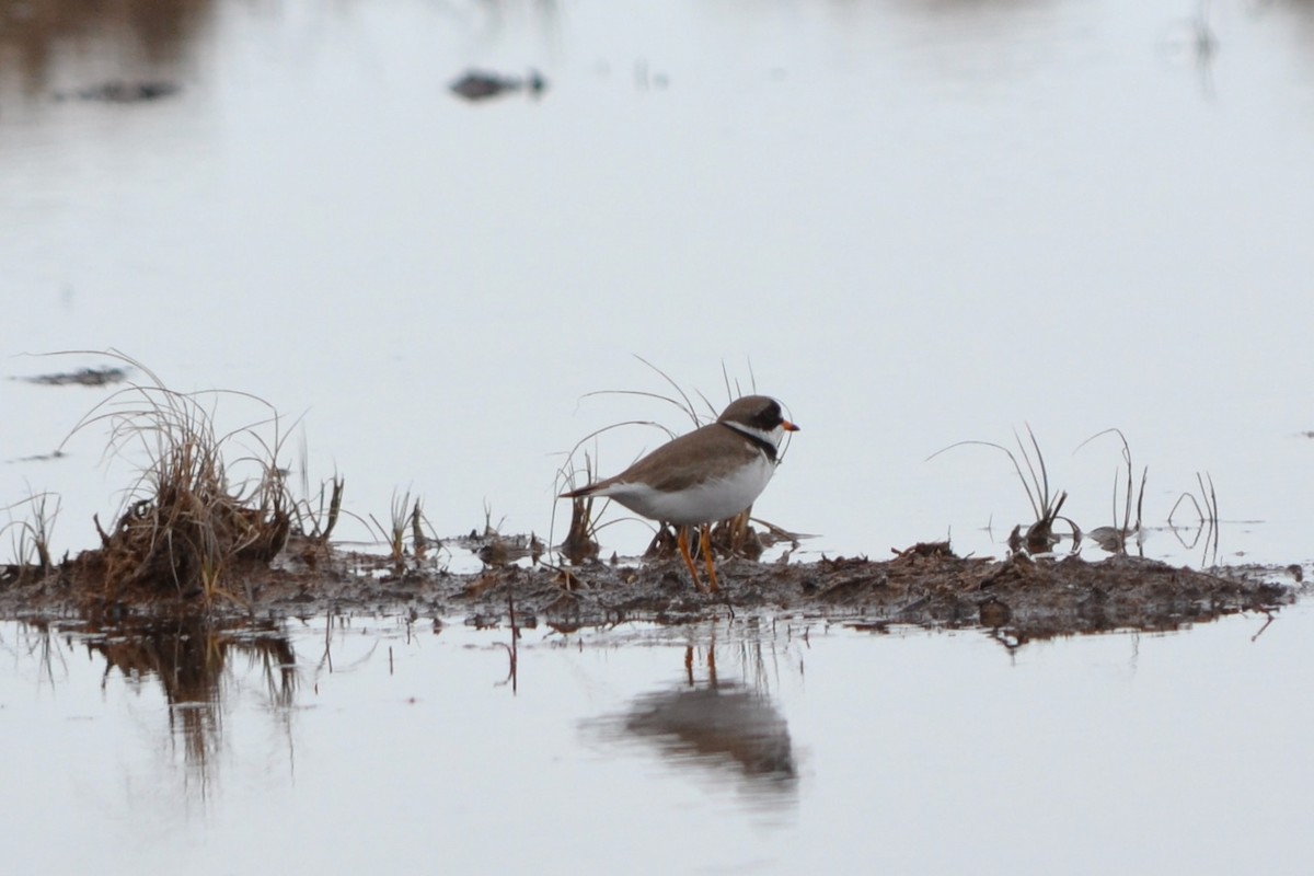 Semipalmated Plover - ML620547824