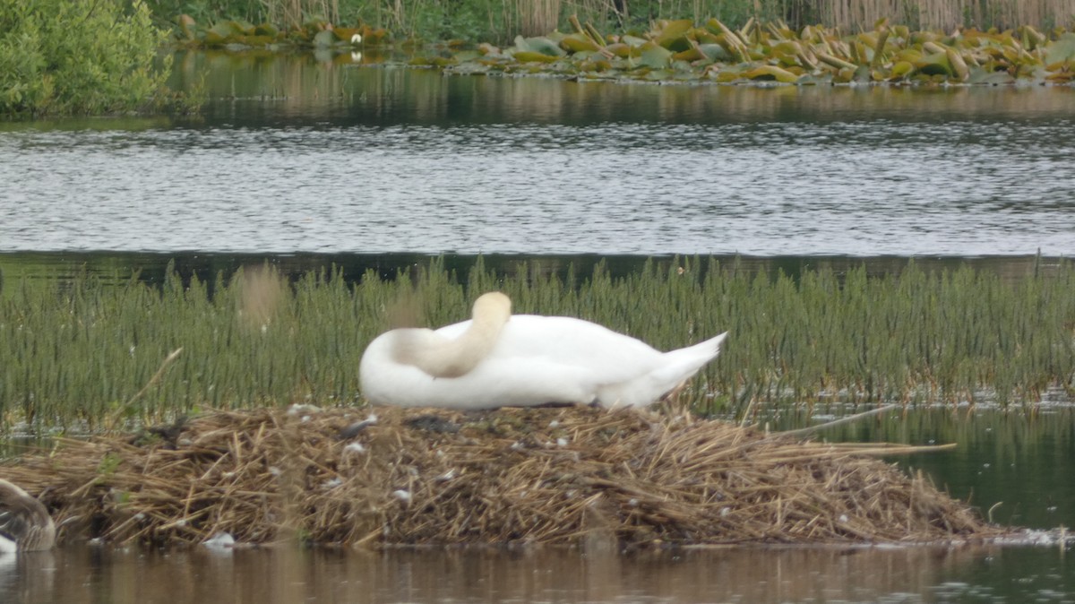 Mute Swan - ML620547825