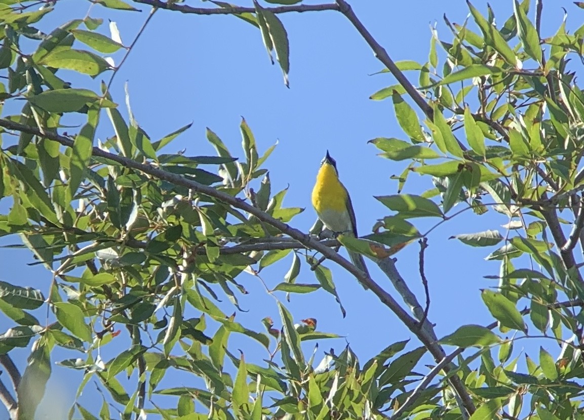 Yellow-breasted Chat - Dorian Anderson Bike