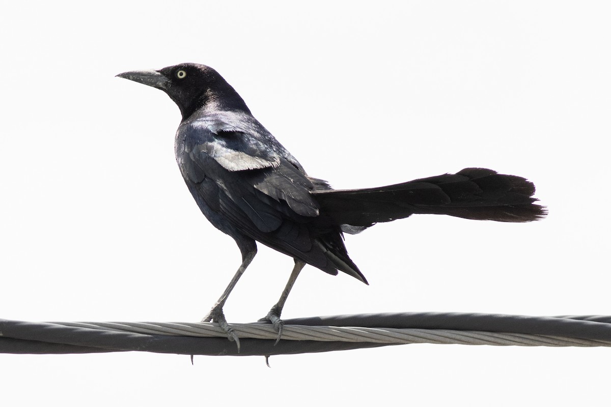 Boat-tailed Grackle - David Brown