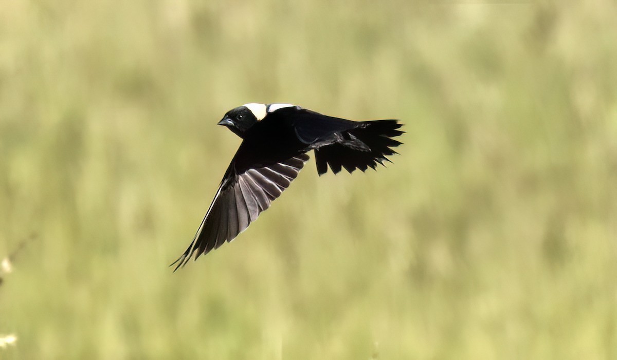 Bobolink - ML620547836