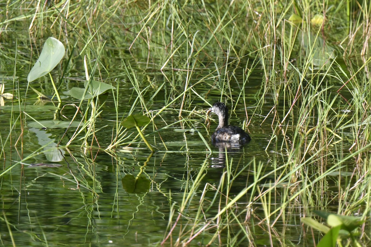 Pied-billed Grebe - ML620547840