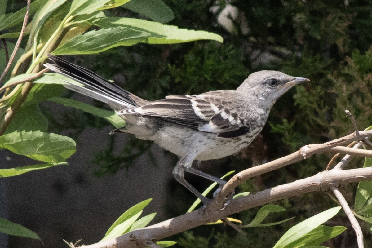 Northern Mockingbird - ML620547842