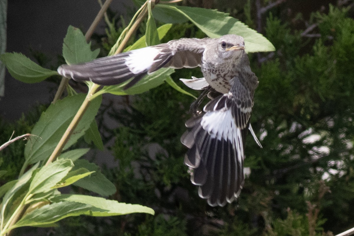 Northern Mockingbird - ML620547844