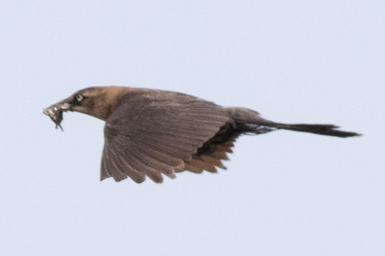 Boat-tailed Grackle - ML620547856