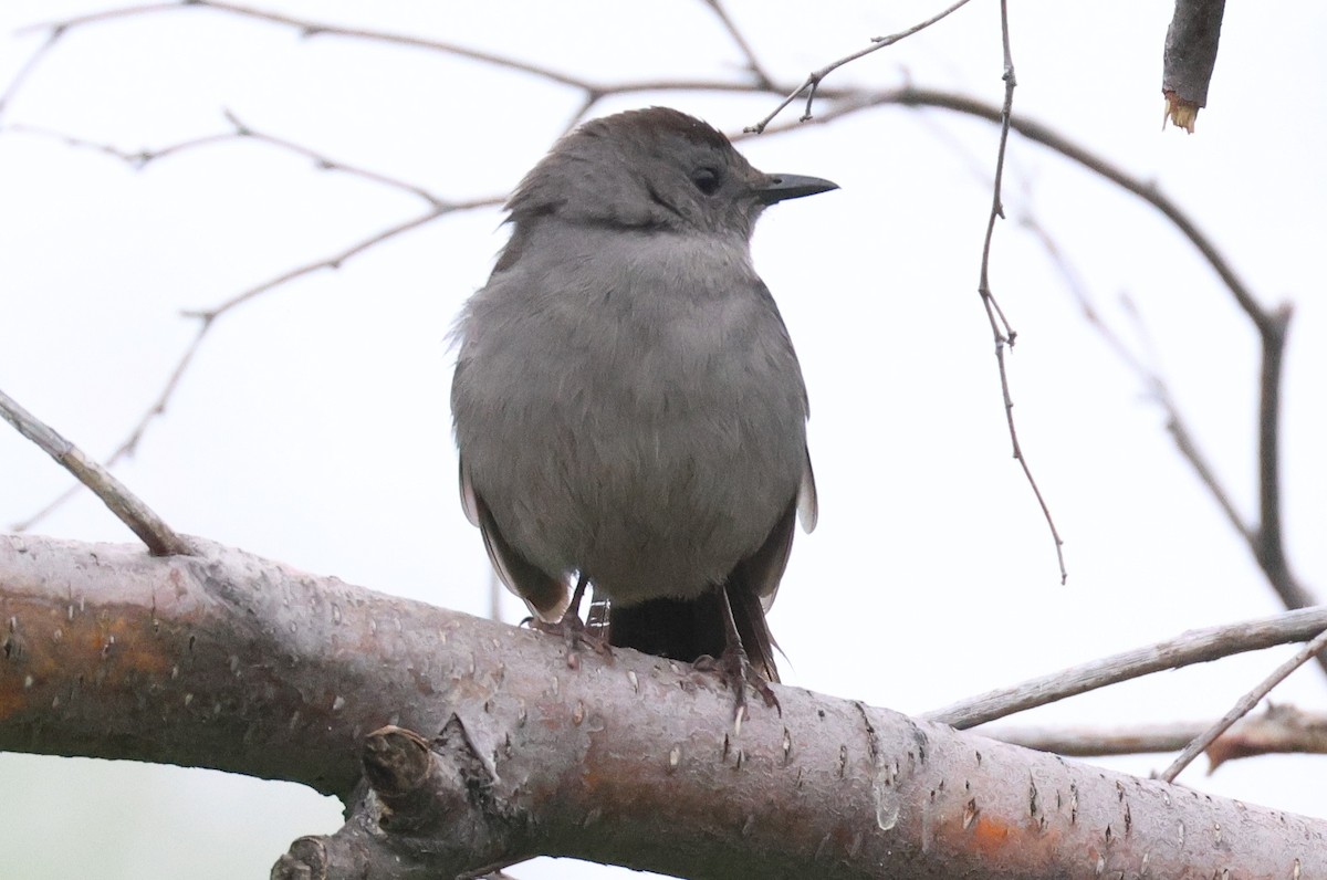 Gray Catbird - ML620547860