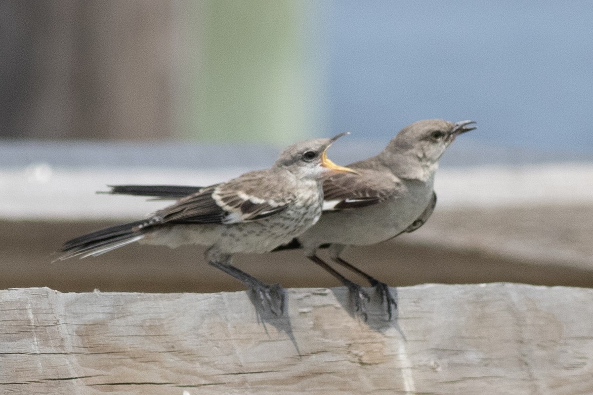 Northern Mockingbird - ML620547863