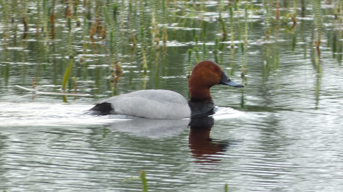 Common Pochard - ML620547865