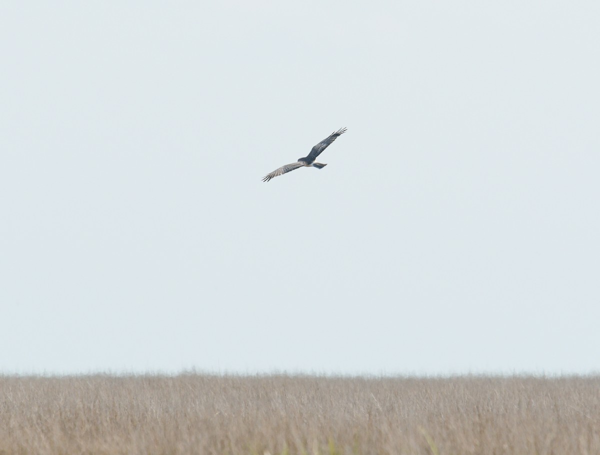 Northern Harrier - ML620547870