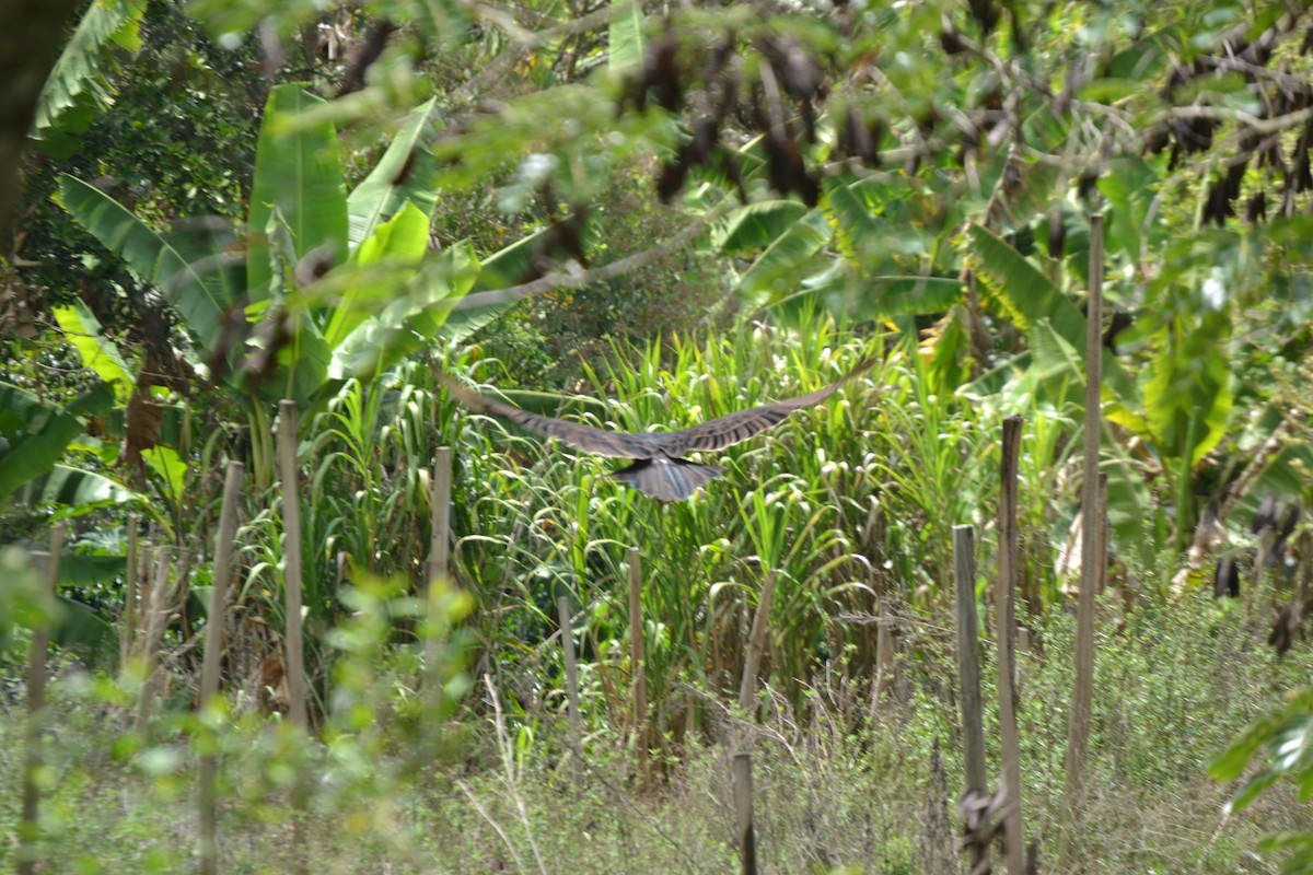 Turkey Vulture - ML620547873