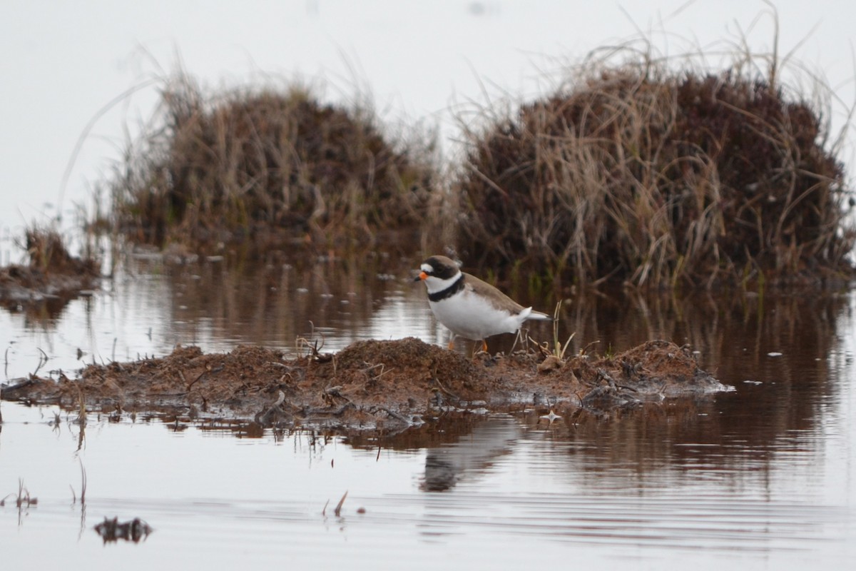 Semipalmated Plover - ML620547882