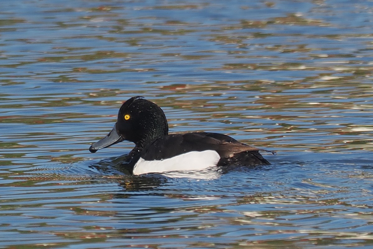 Tufted Duck - ML620547890
