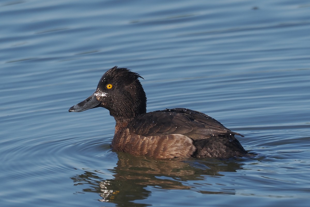 Tufted Duck - ML620547891