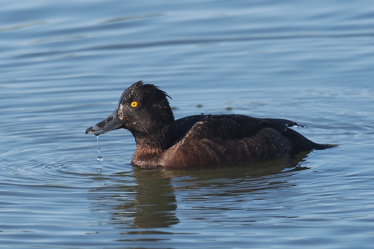 Tufted Duck - ML620547892