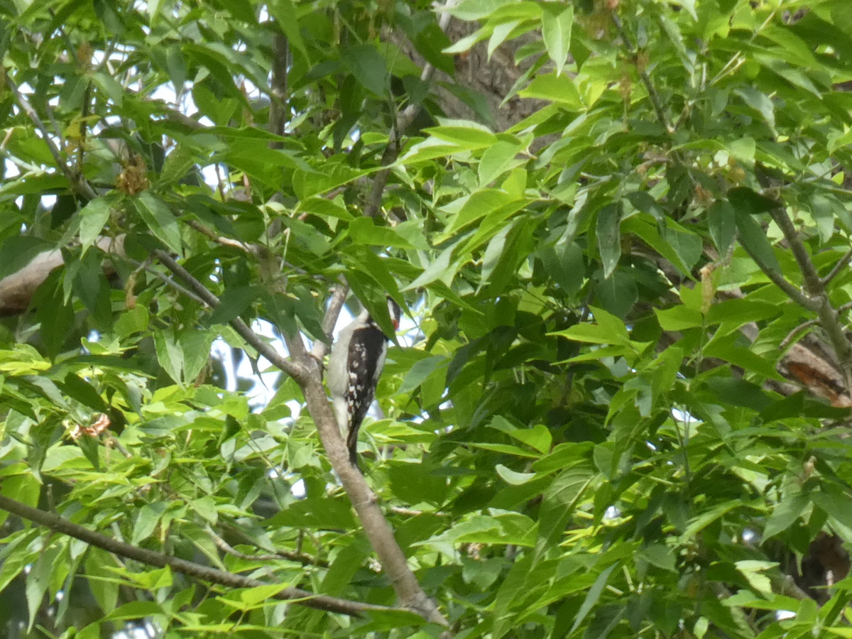 Downy Woodpecker - ML620547903