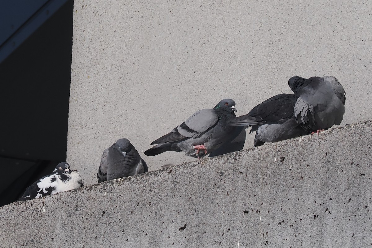 Rock Pigeon (Feral Pigeon) - ML620547905