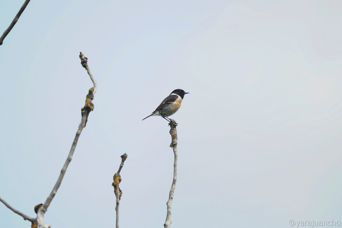 European Stonechat - ML620547914